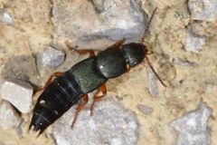 Platydracus fulvipes