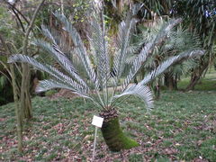 Encephalartos lehmannii
