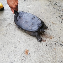 Chelydra acutirostris