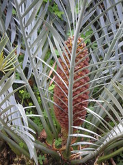 Encephalartos lehmannii