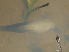 Kassina senegalensis