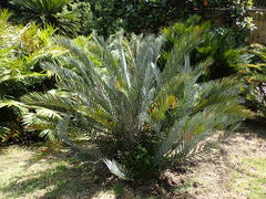 Encephalartos lehmannii