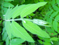 Englerodaphne pilosa