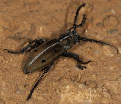 Dorcadion quadrimaculatum