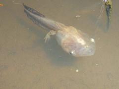 Kassina senegalensis