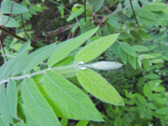 Englerodaphne pilosa