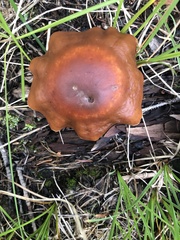 Cortinarius subbalaustinus