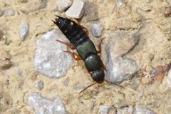 Platydracus fulvipes