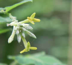 Englerodaphne pilosa