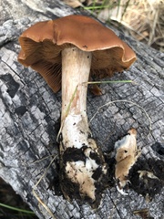 Cortinarius subbalaustinus