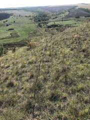 Taeniopetalum arenarium