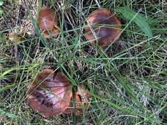 Cortinarius subbalaustinus