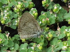 Zizeeria knysna