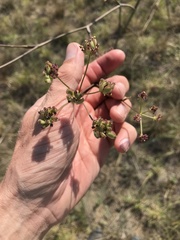 Taeniopetalum arenarium