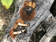 Cortinarius subbalaustinus
