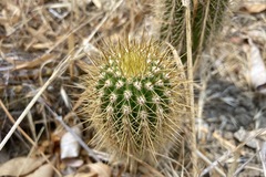 Trichocereus spachianus