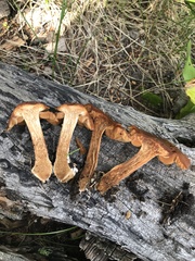 Cortinarius subbalaustinus