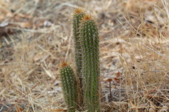Trichocereus spachianus