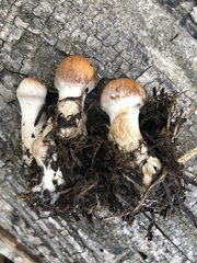 Cortinarius subbalaustinus