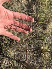 Taeniopetalum arenarium