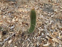 Trichocereus spachianus