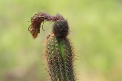 Trichocereus spachianus