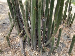 Trichocereus spachianus