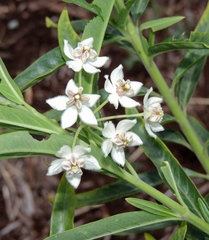 Gomphocarpus fruticosus fruticosus