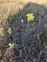 Linaria biebersteinii
