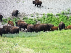 Bison bison athabascae