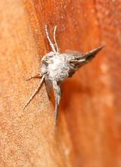 Drepanogynis niveata