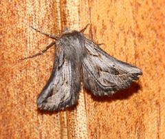 Drepanogynis niveata