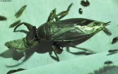 Lethocerus uhleri