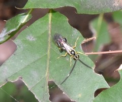 Cratichneumon paratus
