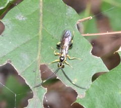 Cratichneumon paratus