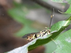 Cratichneumon paratus