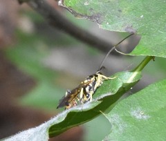 Cratichneumon paratus