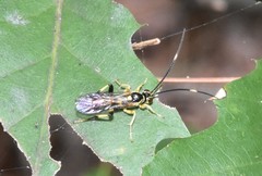 Cratichneumon paratus