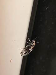 Euparius paganus