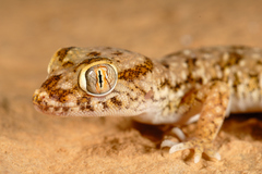 Stenodactylus sthenodactylus