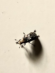 Euparius paganus