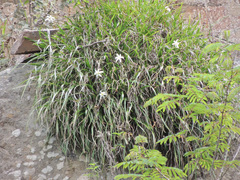 Xerophyta schlechteri