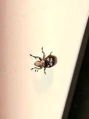 Euparius paganus