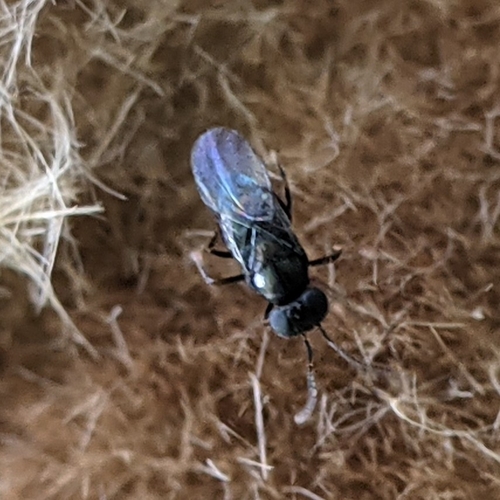 Wasp (Ooencyrtus kuvanae) photo 3
