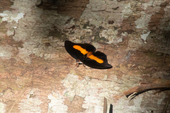 Catonephele acontius