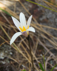 Xerophyta schlechteri