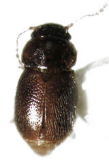 Ptinella octopunctata