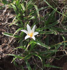 Xerophyta schlechteri