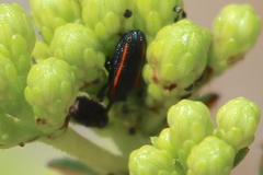 Microrhopala rubrolineata