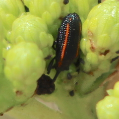 Microrhopala rubrolineata